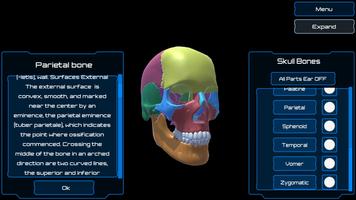Dental Anatomy & Skull Affiche