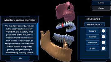 Dental Anatomy & Skull capture d'écran 2