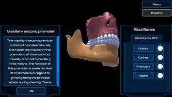 Dental Anatomy & Skull اسکرین شاٹ 3