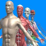 آیکون‌ Human anatomy system & parts