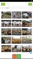 Dorsip Farm syot layar 3