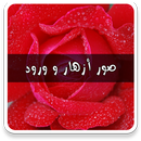 APK صور ورود وازهار بدون نت