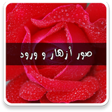 صور ورود وازهار بدون نت иконка