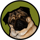 Pugzie Cute Pug Live Wallpaper icon
