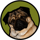 Pugzie Cute Pug Live Wallpaper icône