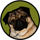 Pugzie Cute Pug Live Wallpaper-APK