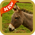 Donkey Wallpaper