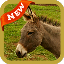 Donkey Wallpaper APK