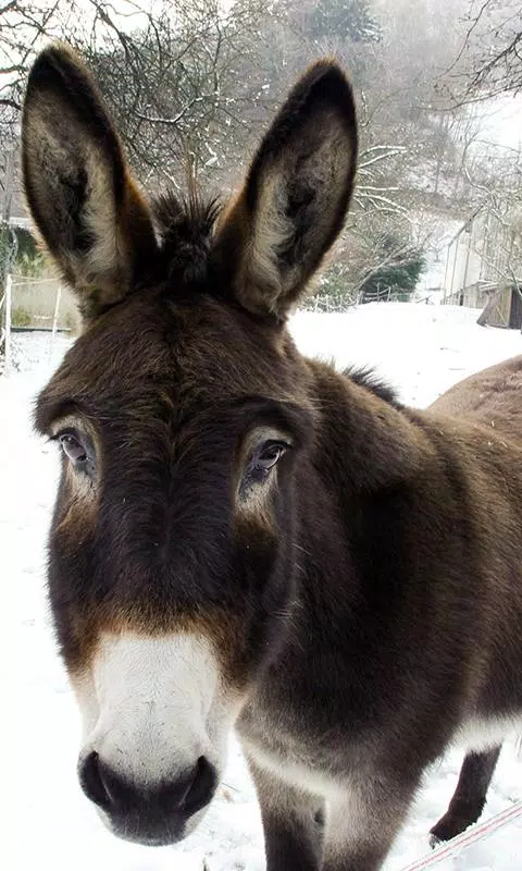 Tải xuống APK Donkey Wallpaper cho Android Tải xuống APK Donkey Wallpaper cho Android