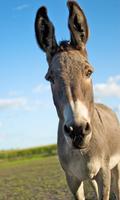 Donkey Wallpaper Cartaz