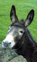 Donkey Wallpaper screenshot 1