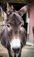 Donkey Wallpaper screenshot 2