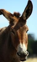 Donkey Wallpaper screenshot 3