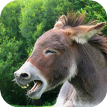 donkey sound