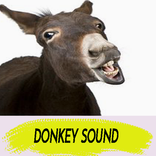 donkey sound