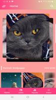 برنامه‌نما Cute Cats Wallpaper HD - Wallpapers Cats عکس از صفحه