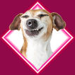 Dog Barking Sounds icon