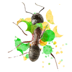 Ant and fly Smasher icon