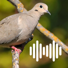 Dove Hunting Calls icon