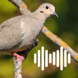 APK Dove Hunting Calls