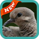 Dove Wallpaper APK