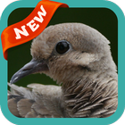 Dove Wallpaper آئیکن