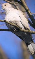 Dove Wallpaper پوسٹر