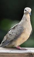 Dove Wallpaper اسکرین شاٹ 1