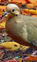 Dove Wallpaper اسکرین شاٹ 3