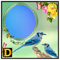 Blue Jay Photo DP