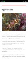 Dragon Wrasse Care Guide Screenshot 3