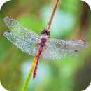 Dragonfly Wallpaper APK