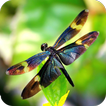 Dragonfly HD Wallpaper