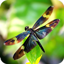 Dragonfly HD Wallpaper-APK