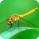 Dragonfly Wallpaper APK