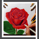 Learn to Draw Roses Flower APK