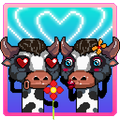 Cow Drama