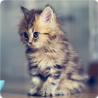 Cats Wallpapers আইকন