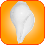 Shankh - Shell