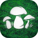 Real Mushroom Hunting Simulato APK