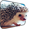 Android 用の かわいいハリネズミライブ壁紙 Apk をダウンロード