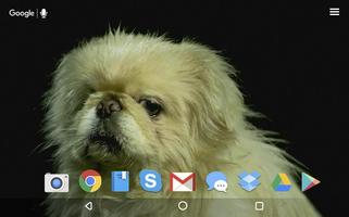 Funny Dogs Live Wallpaper poster