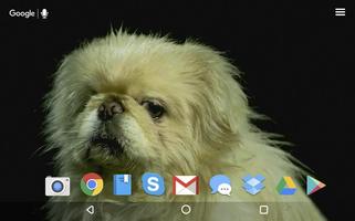 Poster Funny Dogs Live Wallpaper