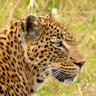 Masai Mara Safari Guide 图标