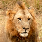 South Africa Safari Tour Guide icon