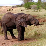 Tanzania Travel Safari Guide icon