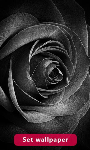 Black Rose Image And Wallpaper For Android Apk Download