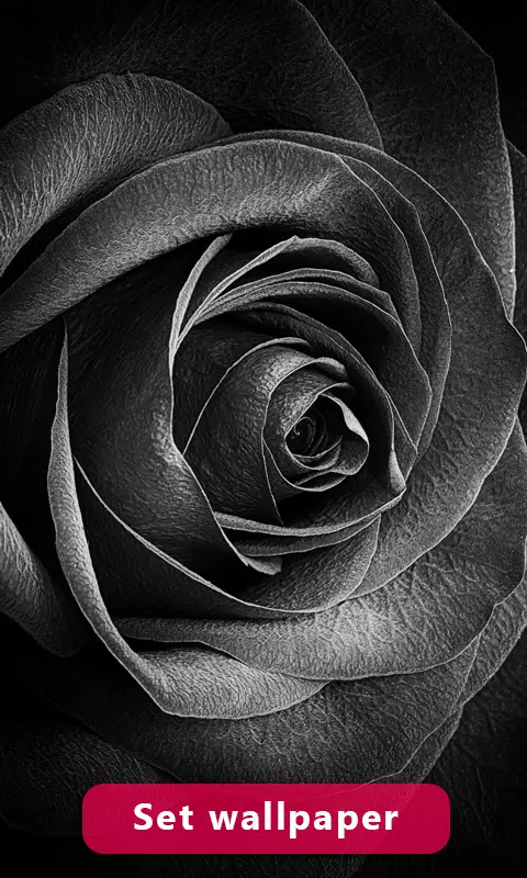 Black Rose Image And Wallpaper APK for Android Download Black Rose Image And Wallpaper APK for Android Download