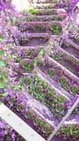 Dreamy Purple Flower Path Theme capture d'écran 1