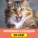 Icona Dressage pour Chat